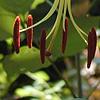 Lilium michauxii, flowers