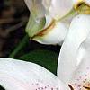 Lilium 'Mona Lisa', flowers