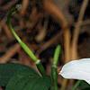 Lilium 'Mona Lisa', flowers