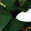 Lilium 'Mona Lisa', flowers