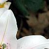 Lilium 'Mona Lisa', flowers