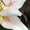 Lilium 'Mona Lisa', flowers