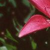 Lilium 'Nikita', flowers