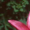 Lilium 'Nikita', flowers