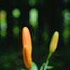 Lilium 'Orange Pixie', flowers