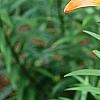Lilium 'Orange Pixie', flowers