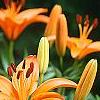 Lilium 'Orange Pixie', flowers