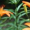 Lilium 'Orange Pixie', flowers