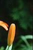 Lilium 'Orange Pixie', flowers