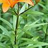 Lilium 'Orange Pixie', flowers