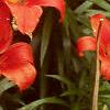 Lilium spp., habit