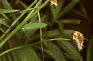 Lilium spp., habit