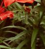 Lilium spp., habit