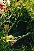 Lilium 'Silk Road', habit