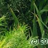 Lilium 'Silk Road', habit