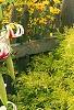 Lilium 'Silk Road', habit