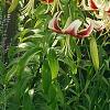 Lilium 'Silk Road', habit