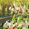Lilium 'Silk Road', habit