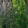 Lilium 'Silk Road', habit