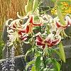 Lilium 'Silk Road', habit