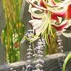 Lilium 'Silk Road', flowers