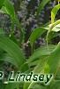 Lilium 'Silk Road', flowers
