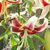 Lilium 'Silk Road', flowers