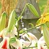 Lilium 'Silk Road', flowers