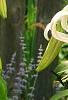 Lilium 'Silk Road', flowers