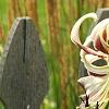 Lilium 'Silk Road', flowers