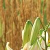 Lilium 'Silk Road', flowers