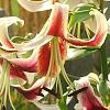 Lilium 'Silk Road', flowers
