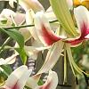 Lilium 'Silk Road', flowers