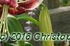 Lilium 'Silk Road', flowers