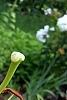 Lilium 'Stargazer', flowers