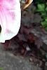 Lilium 'Stargazer', flowers