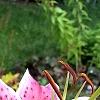 Lilium 'Stargazer', flowers