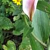 Lilium 'Stargazer', flowers
