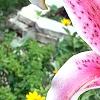 Lilium 'Stargazer', flowers