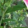 Lilium 'Stargazer', flowers