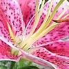 Lilium 'Stargazer', flowers
