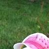 Lilium 'Stargazer', flowers