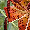 Lilium superbum, flowers