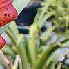 Lilium superbum, flowers