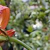 Lilium superbum, flowers