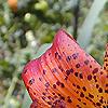 Lilium superbum, flowers