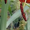 Lilium superbum, flowers