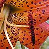 Lilium superbum, flowers