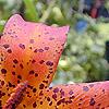 Lilium superbum, flowers