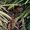 Liriope muscari 'Silvery Sunproof', habit